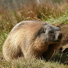 photo "Marmot"