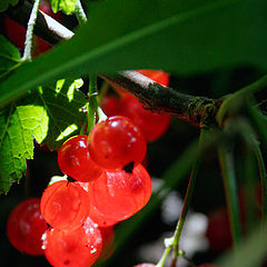 photo "Ribes rubrum"