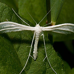 фото "Пальцекрылка Pterophorus pentadactylus"