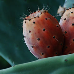 photo "Opuntia"