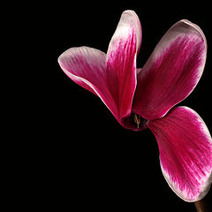 photo "Cyclamen"