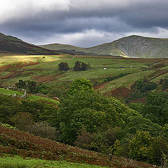 photo "From brown to green"