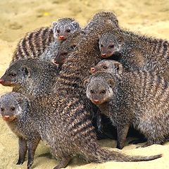 photo "Mongooses"