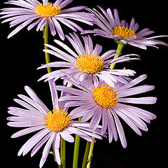 photo "Daisies"