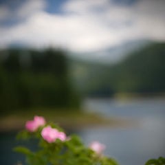 photo "Wild roses"