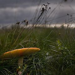 photo "To hide from a rain"