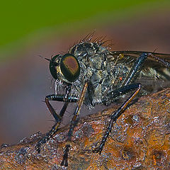 photo "Fly killer"