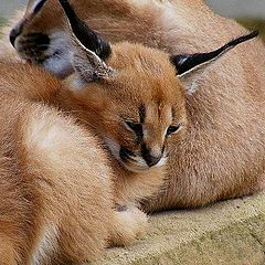 фото "Wildlife."