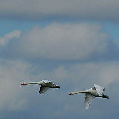 photo "flying"