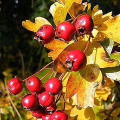 фото "Autumn."