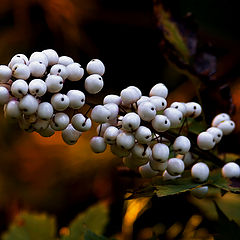 photo "Autumn time"