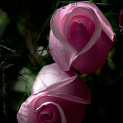 photo "The Rose"