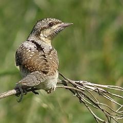 photo "Wryneck"