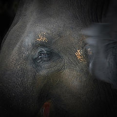 photo "Elephant"