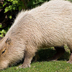 photo "Capybara"