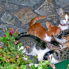 photo "Mom and Kittens"