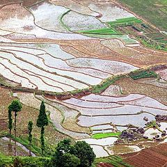 photo "Terraced fields"