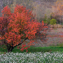 фото "Four seasons in a field"