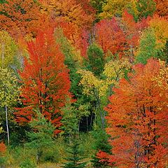 photo "Bright Fall Colors"