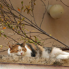 photo "Siesta"