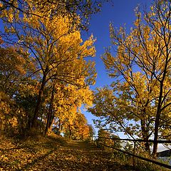 фото "Yellow Afternoon"