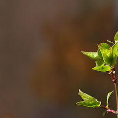 фото "Printemps"