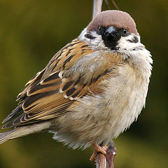 photo "tree sparrow"