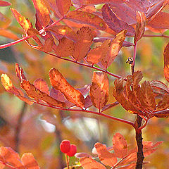 photo "Fall colours"