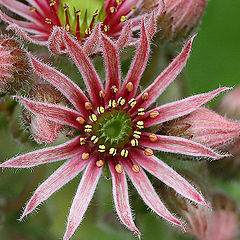 photo "Stone Rose"