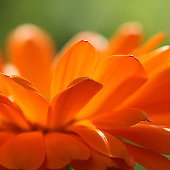 photo "Petals of sun"