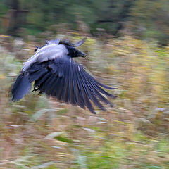 photo "Proud Bird))"