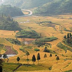 фото "MingAo terraced fields"