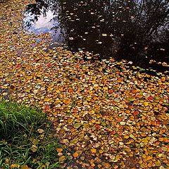 photo "Autumn mosaic"