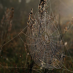 photo "Web."