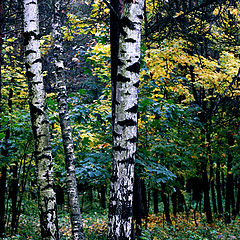 фото "Березки"