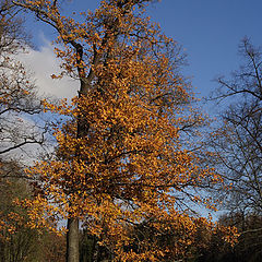 photo "Walking throught an autumn day"