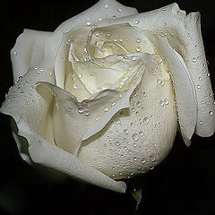 фото "Tears.... from a White Rose..."