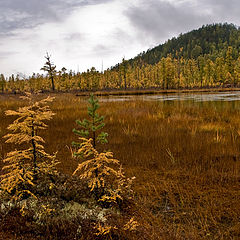 photo "The autumn..."