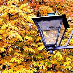 фото "Light."