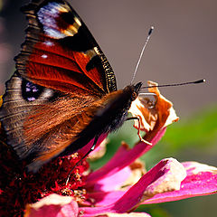 photo "Иutterfly Saturnia"