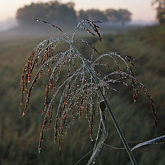 фото "калиф на час"