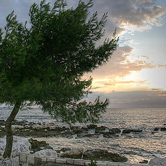 photo "Sea, Sun and Pine"