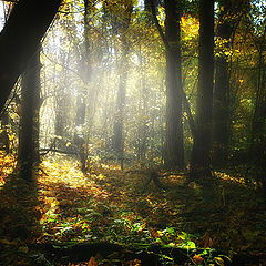 photo "In the Woods. Morning."