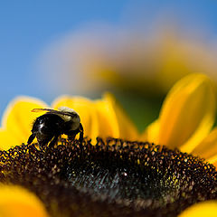 фото "bumblebee"