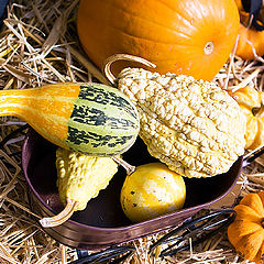 фото "pumpkins"