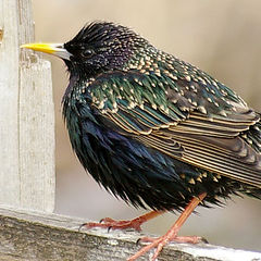 photo "starling"