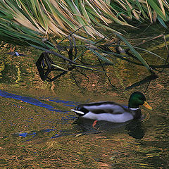 photo "The autumn duck"