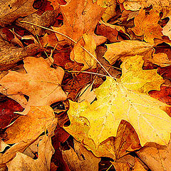 photo "Fall background"