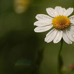 photo "Daisy"