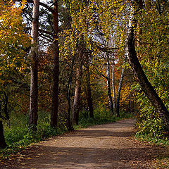 фото "Аллея."